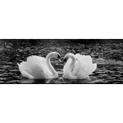 White Swans-Grand Canal Dublin-Panoramic White Swans-Grand Canal Dublin-Panoramic